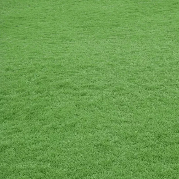 1-000-emerald-zoysia-grass-seeds-lawn-warm-season-turf 1,000 Emerald Zoysia Grass Seeds for Lawn – Warm Season Turf