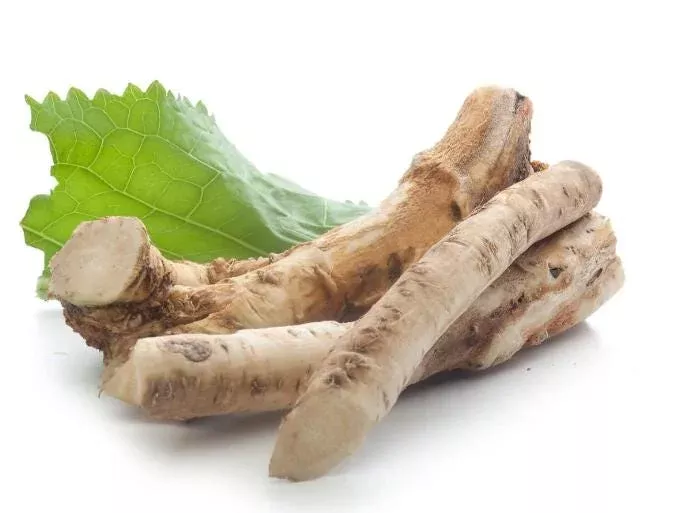 1-horseradish-plant-bare-root-outdoor-garden-hardy-perennial 1 Horseradish Plant Bare Root for Outdoor Garden – Hardy Perennial