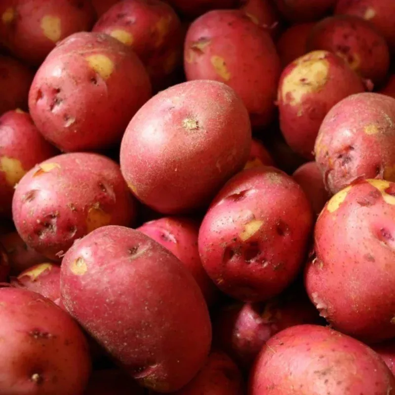 1-pound-red-potato-sweet-potato-vine-live-plant-culinary-ornamental 1 Pound Red Potato Sweet Potato Vine Live Plant – Culinary & Ornamental