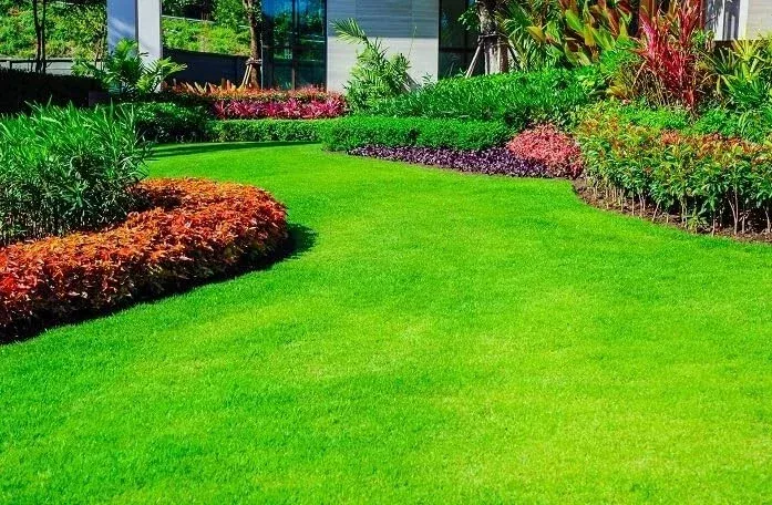10-000-emerald-zoysia-grass-seeds-premium-lawn-turf-drought-heat-tolerant 10,000 Emerald Zoysia Grass Seeds – Premium Lawn Turf, Drought & Heat Tolerant