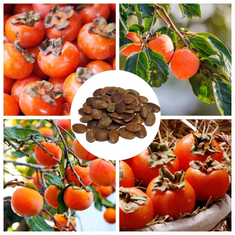 10-american-persimmon-tree-seeds-edible-fruit-outdoor-planting 10 American Persimmon Tree Seeds – Edible Fruit for Outdoor Planting