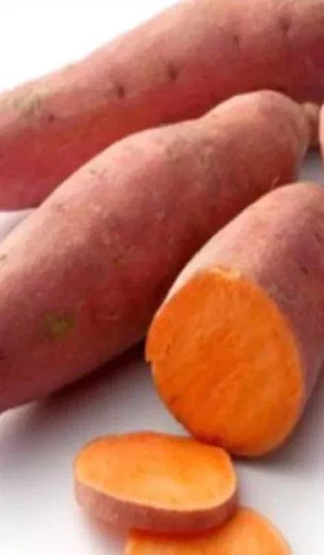 10-beauregard-sweet-potato-slips-organic-sweet-potato-cuttings 10 Beauregard Sweet Potato Slips – Organic Sweet Potato Cuttings
