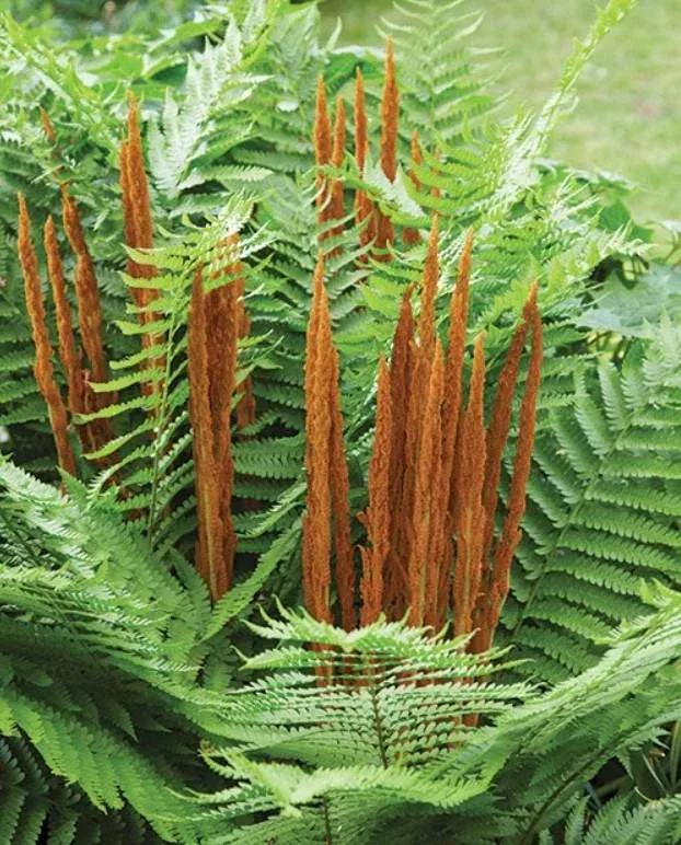 10-cinnamon-fern-rhizomes-osmundastrum-cinnamomeum-perennial-deciduous-fern 10 Cinnamon Fern Rhizomes – Osmundastrum Cinnamomeum – Perennial Deciduous Fern