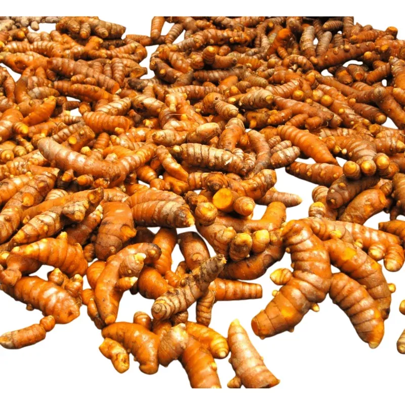 10-fresh-turmeric-rhizomes-curcuma-longa-planting-orange-ginger-herb 10 Fresh Turmeric Rhizomes – Curcuma Longa for Planting, Orange Ginger Herb