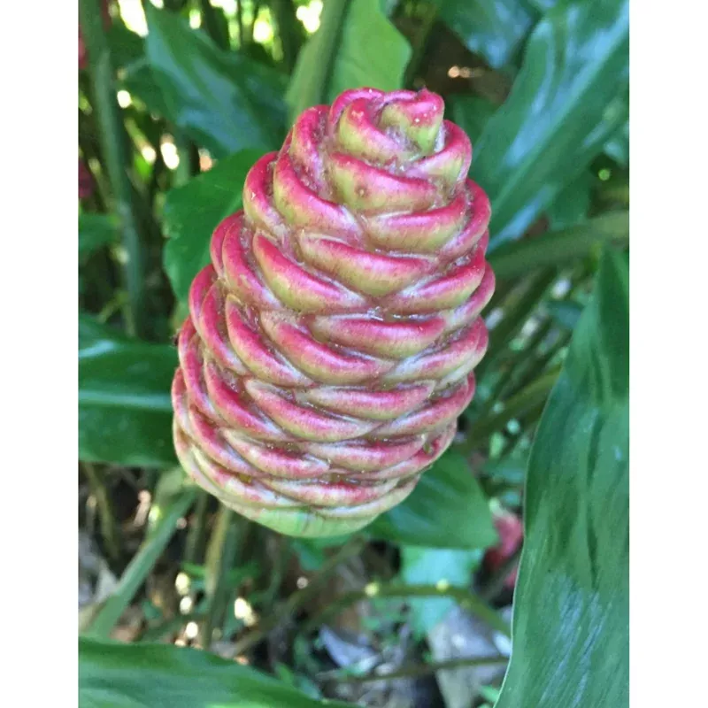 10-hawaiian-awapuhi-shampoo-ginger-rhizomes-zingiber-zerumbet-bulbs-indoor-outdo 10 Hawaiian Awapuhi Shampoo Ginger Rhizomes – Zingiber Zerumbet Bulbs for Indoor/Outdoor Growing