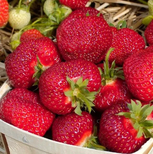 10-honeoye-strawberry-bare-roots-live-plants-planting-everbearing 10 Honeoye Strawberry Bare Roots Live Plants for Planting – Everbearing
