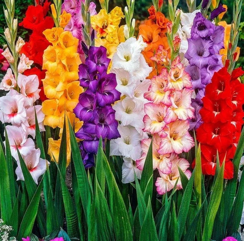 10-large-flowering-rainbow-gladiolus-bulbs-planting-summer-blooms-12-14-cm 10 Large Flowering Rainbow Gladiolus Bulbs for Planting – Summer Blooms, 12/14 cm
