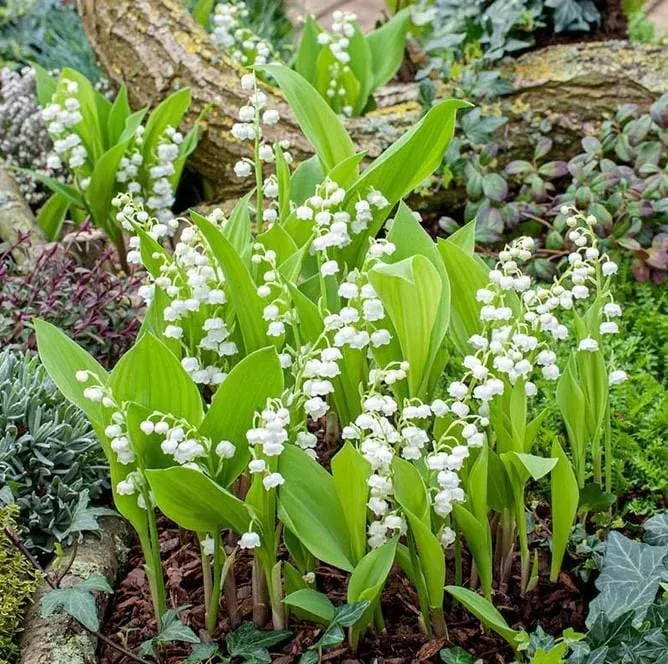 10-lily-valley-bare-roots-convallaria-majalis-fragrant-perennial-bulbs 10 Lily of the Valley Bare Roots – Convallaria Majalis – Fragrant Perennial Bulbs