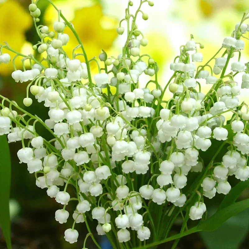 10-lily-valley-bulbs-convallaria-majalis-bare-roots-white-bell-flowers 10 Lily of the Valley Bulbs – Convallaria majalis Bare Roots – White Bell Flowers