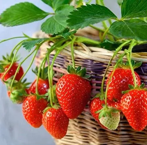 10-ozark-beauty-everbearing-strawberry-bare-roots-large-sweet-fruit 10 Ozark Beauty Everbearing Strawberry Bare Roots – Large Sweet Fruit