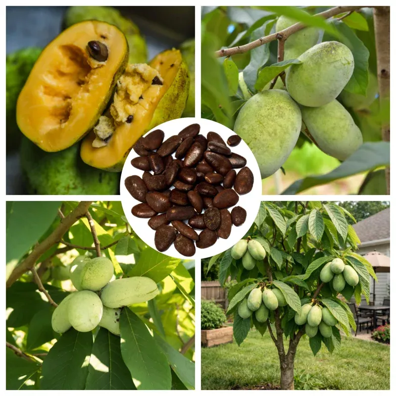10-pawpaw-tree-seeds-planting-common-pawpaw-fruit-perennial 10 PawPaw Tree Seeds for Planting – Common Pawpaw Fruit, Perennial
