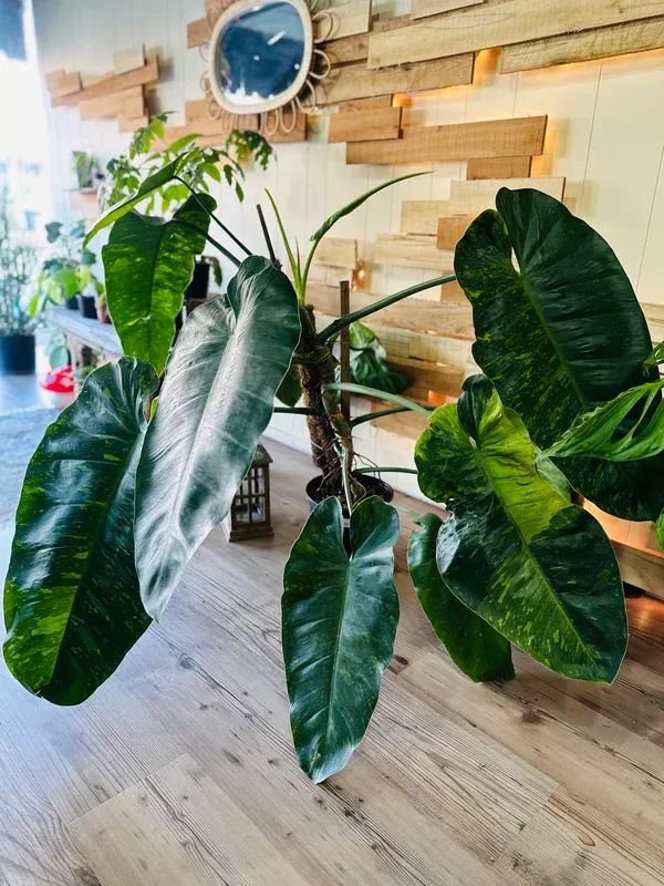 10-philodendron-jose-buono 10″ Philodendron ‘Jose Buono’