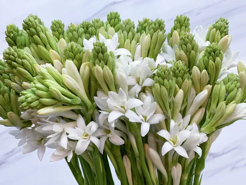 10-polianthes-tuberosa-bulbs-white-fragrant-single-flowers-tuberose 10 Polianthes Tuberosa Bulbs – White Fragrant Single Flowers Tuberose