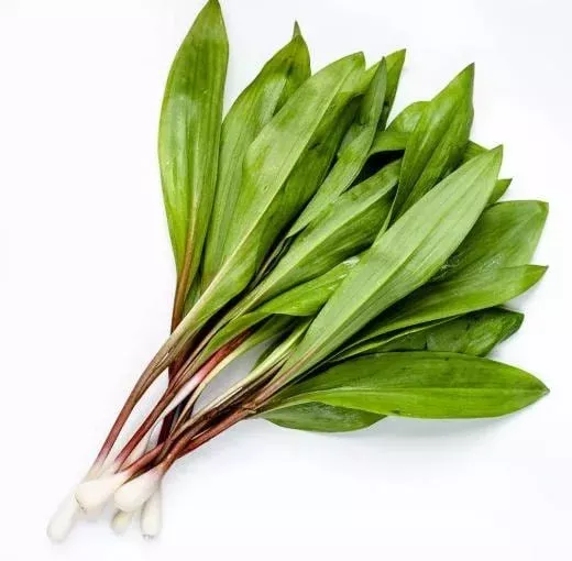 10-ramps-bulbs-planting-wild-leek-allium-tricoccum-perennial 10 Ramps Bulbs for Planting – Wild Leek Allium Tricoccum Perennial