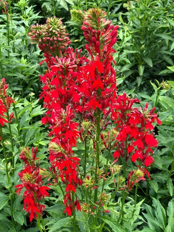 10-red-cardinal-flower-bare-roots-lobelia-cardinalis-striking-perennial 10 Red Cardinal Flower Bare Roots – Lobelia cardinalis – Striking Perennial