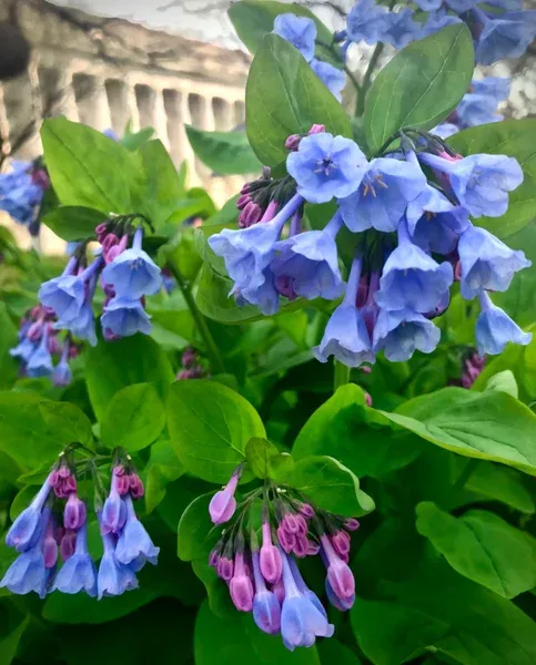 10-virginia-bluebells-bulbs-mertensia-virginica-bare-roots-blue-flowers-outdoor 10 Virginia Bluebells Bulbs – Mertensia Virginica Bare-roots – Blue Flowers – Outdoor