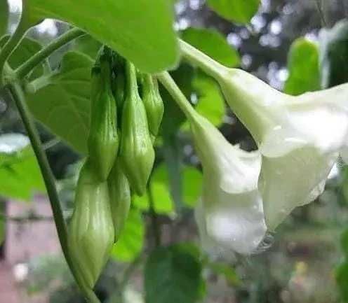 10-white-loroco-seeds-planting-perennial-climbing-vine-usda-zones-9-11 10 White Loroco Seeds for Planting – Perennial Climbing Vine – USDA Zones 9-11