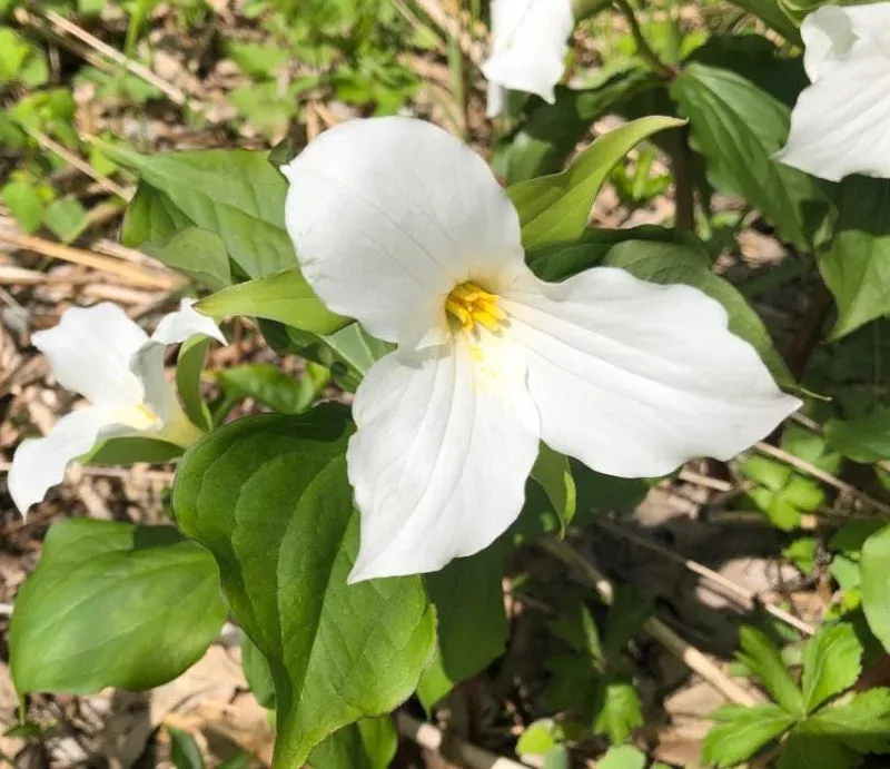 10-white-trillium-bulbs-three-petaled-perennial-woodland-flower-bareroot 10 White Trillium Bulbs – Three-Petaled Perennial Woodland Flower Bareroot