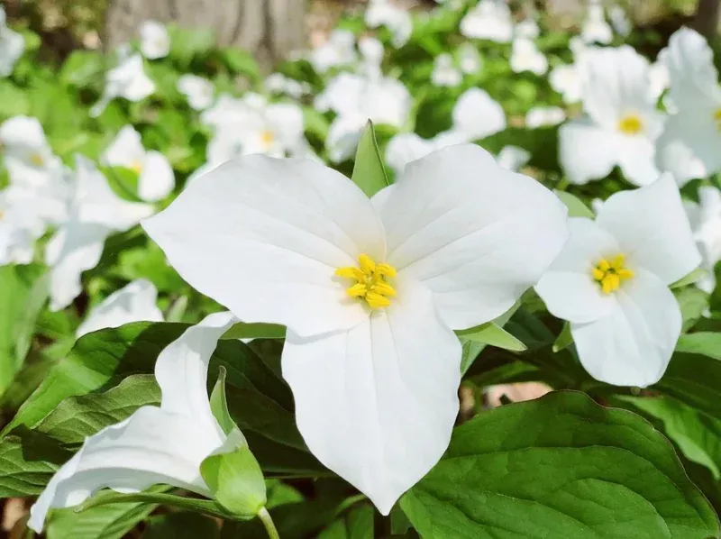 10-white-trillium-bulbs-three-petaled-white-flowers-perennial-plant 10 White Trillium Bulbs – Three-Petaled White Flowers Perennial Plant
