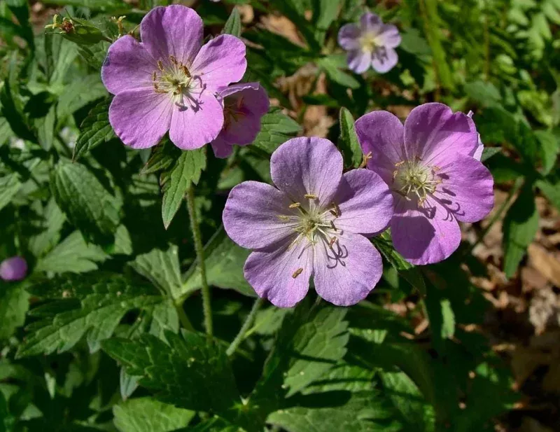 10-wild-geranium-live-bareroots-hardy-perennial-lavender-flowers-plant 10 Wild Geranium Live Bareroots – Hardy Perennial Lavender Flowers Plant