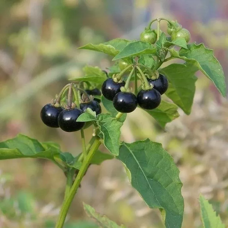 100-black-nightshade-hierba-mora-heirloom-seeds-solanum-nigrum-planting 100 Black Nightshade Hierba Mora Heirloom Seeds – Solanum Nigrum for Planting