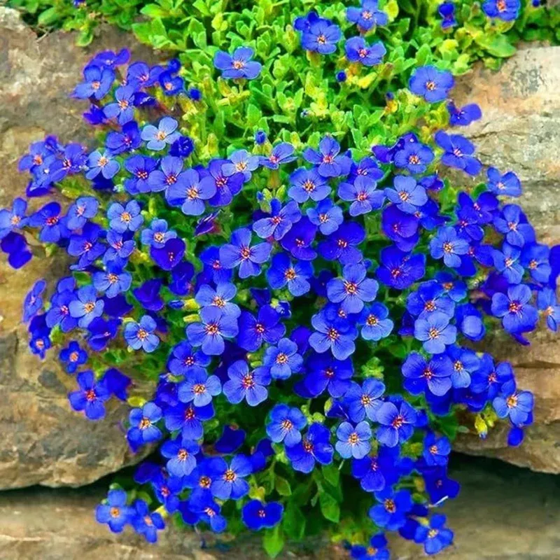 100-blue-creeping-thyme-seeds-perennial-ground-cover-plants-gardens 100 Blue Creeping Thyme Seeds – Perennial Ground Cover Plants for Gardens