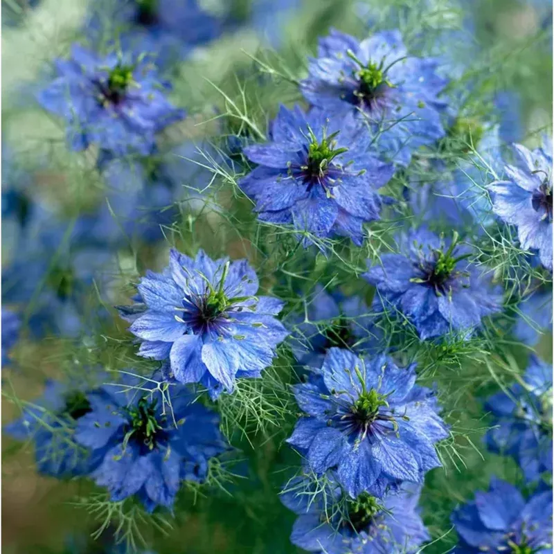 100-blue-love-in-mist-seeds-ornamental-annual-flowers-gardens 100 Blue Love-in-a-Mist Seeds – Ornamental Annual Flowers for Gardens