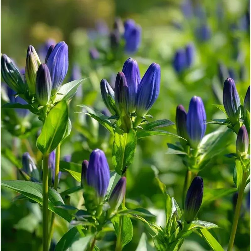 100-bottle-gentian-seeds-deep-blue-perennial-flowers-easy-to-grow-outdoor 100 Bottle Gentian Seeds – Deep Blue Perennial Flowers – Easy to Grow Outdoor