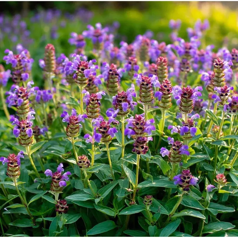 100-heal-all-seeds-prunella-vulgaris-seeds-easy-to-grow-purple-perennial-garden 100 Heal All Seeds – Prunella Vulgaris Seeds – Easy to Grow Purple Perennial for Garden