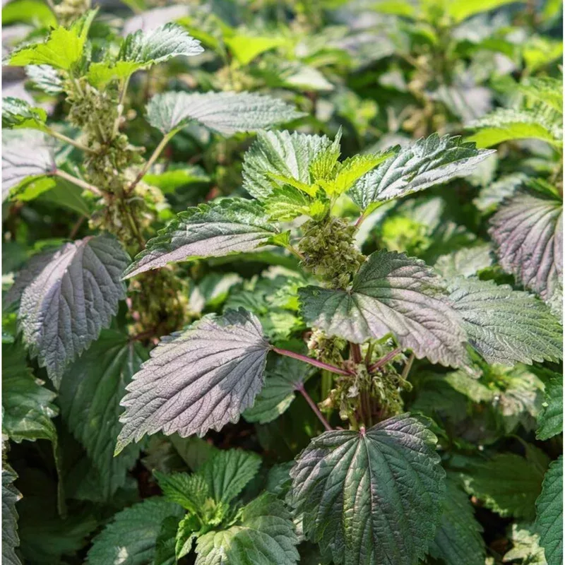 100-korean-green-shiso-seeds-green-perilla-herb-planting 100 Korean Green Shiso Seeds – Green Perilla Herb for Planting
