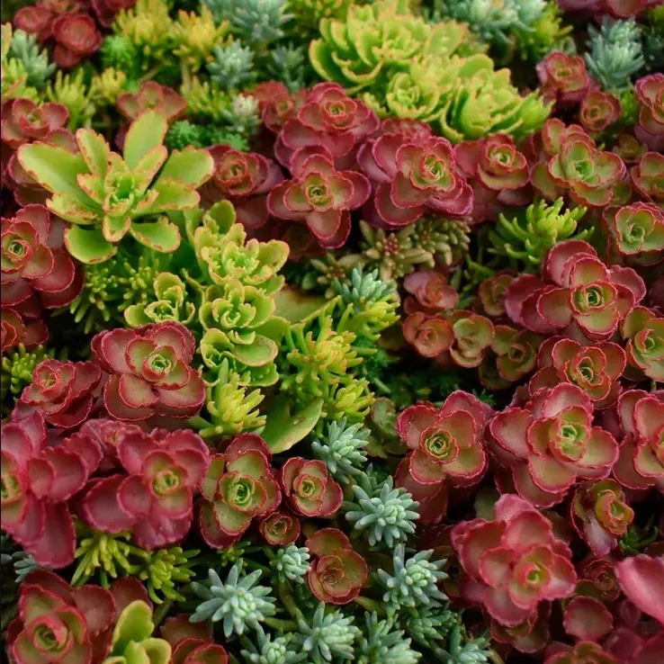 100-mixed-sedum-seeds-variety-stonecrop-succulent-groundcover-seeds-perennial 100 Mixed Sedum Seeds – Variety Stonecrop Succulent Groundcover Seeds – Perennial