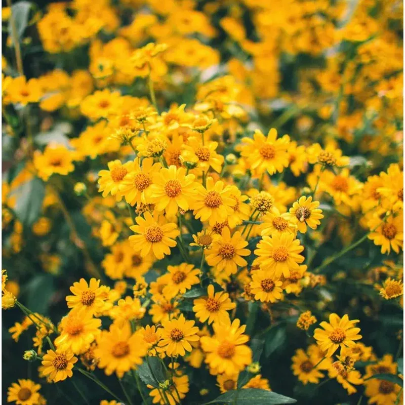 100-oregon-sunshine-seeds-bright-yellow-blooms-easy-to-grow-perennial 100 Oregon Sunshine Seeds – Bright Yellow Blooms, Easy to Grow Perennial