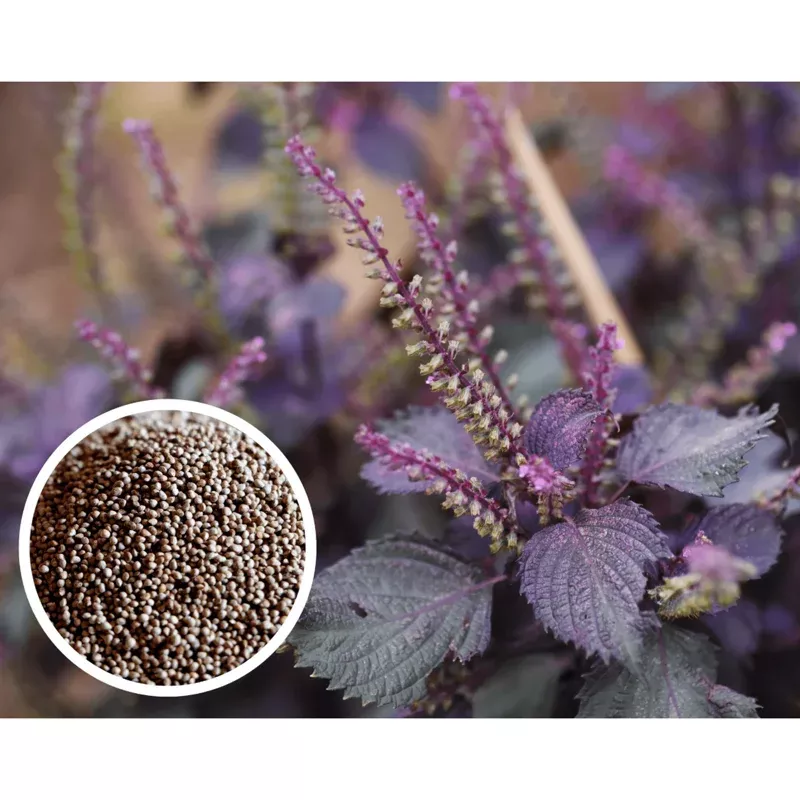 100-purple-shiso-seeds-perilla-plant-garden-culinary-use 100 Purple Shiso Seeds – Perilla Plant for Garden & Culinary Use