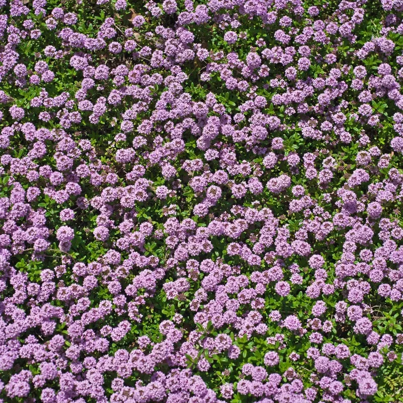 100-red-creeping-thyme-seeds-planting-perennial-ground-cover-plants 100 Red Creeping Thyme Seeds for Planting – Perennial Ground Cover Plants