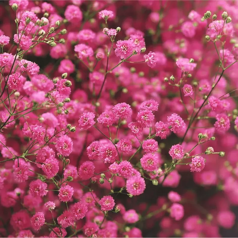100-seeds-deep-carmine-baby-s-breath-rich-pink-blooms-garden 100 Seeds Deep Carmine Baby’s Breath – Rich Pink Blooms for Garden