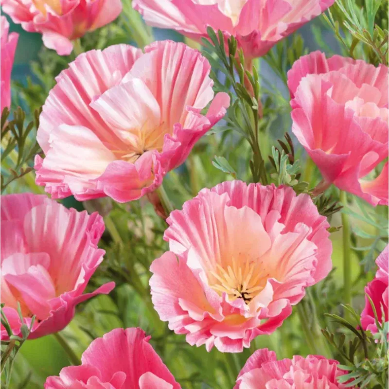 100-silky-chiffon-poppy-seeds-appleblossom-variety-gardens 100 Silky Chiffon Poppy Seeds – Appleblossom Variety for Gardens