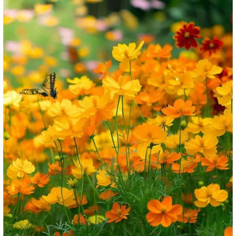 100-sulphur-bright-lights-mix-cosmos-seeds-vibrant-orange-yellow-red-blooms-easy 100 Sulphur Bright Lights Mix Cosmos Seeds – Vibrant Orange-Yellow & Red Blooms, Easy to Grow