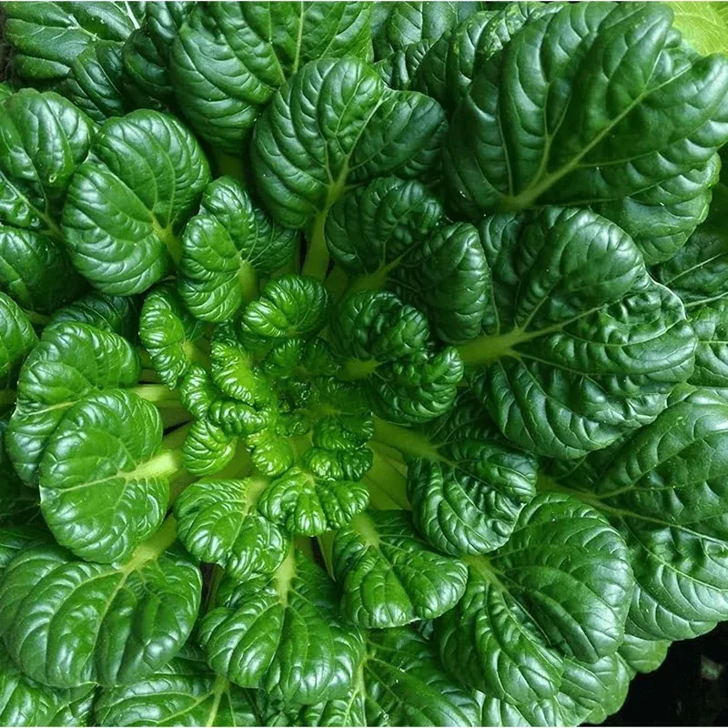 100-tatsoi-rosette-pak-choi-cabbage-seeds-asian-green-vegetable-seeds 100 Tatsoi Rosette Pak Choi Cabbage Seeds – Asian Green Vegetable Seeds