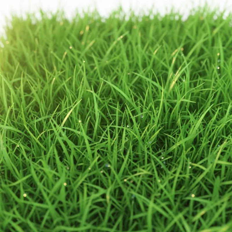 1000-emerald-zoysia-grass-seeds-lush-low-maintenance-lawn-seed 1000 Emerald Zoysia Grass Seeds – Lush, Low Maintenance Lawn Seed