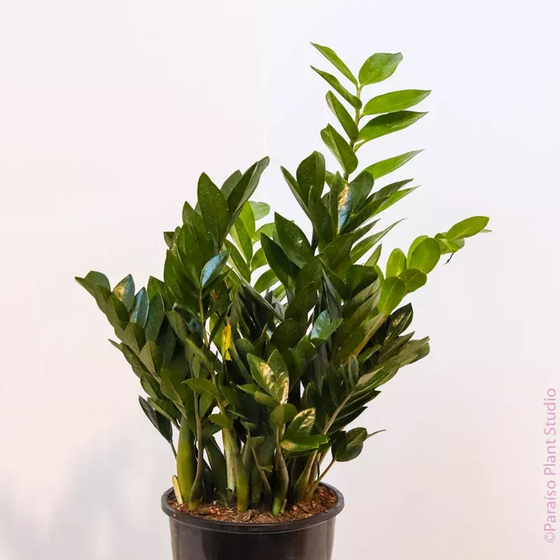 10in-12in-zz-plant 10in-12in ZZ Plant