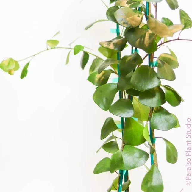 10in-14in-ficus-triangularis 10in-14in Ficus Triangularis
