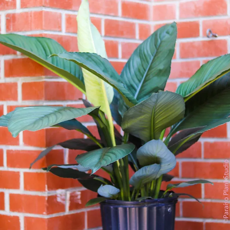 10in-14in-spathiphyllum-peace-lily-sensation 10in-14in Spathiphyllum Peace Lily ‘Sensation’