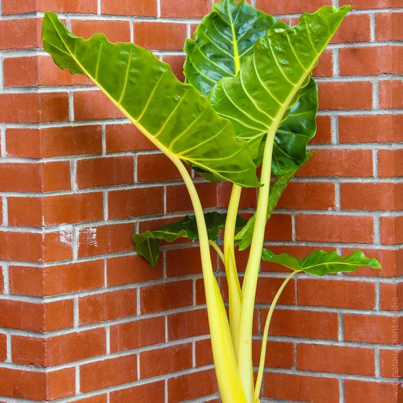 10in Alocasia Lutea