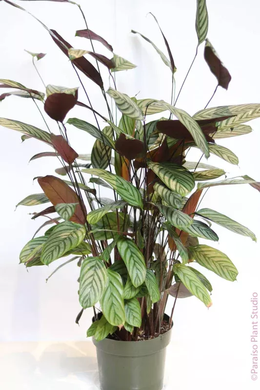 10in-calathea-oppenheimiana 10in Calathea Oppenheimiana