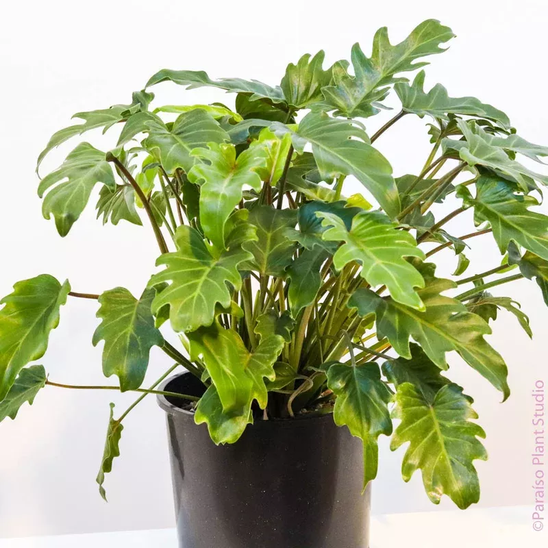10in-philodendron-xanadu 10in Philodendron Xanadu