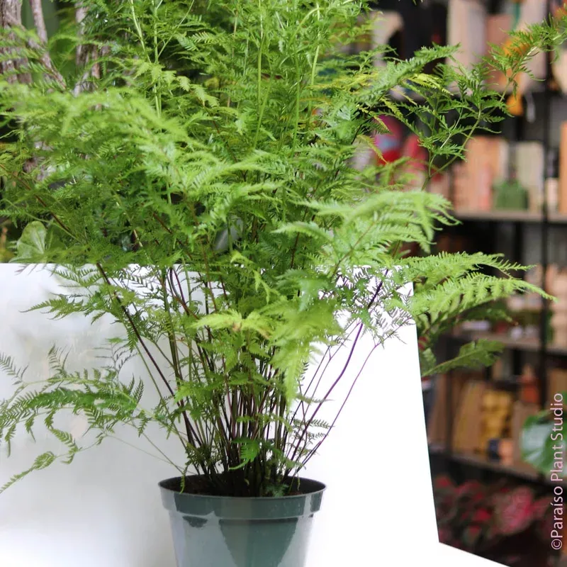 10in-pteris-tremula-fern 10in Pteris tremula Fern