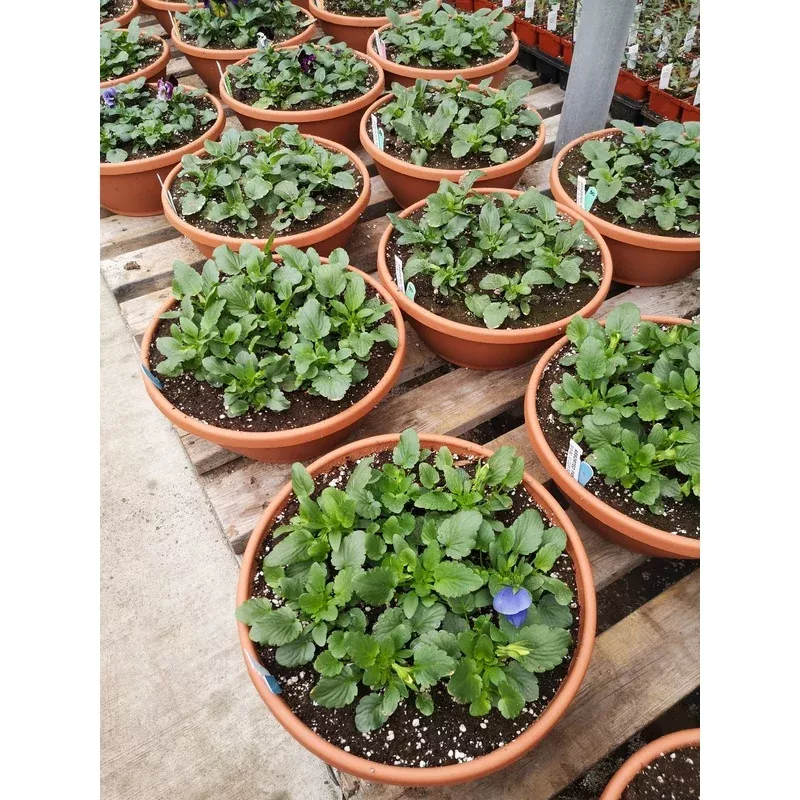 12-clay-bowl-planter-pansy 12″ Clay Bowl Planter Pansy