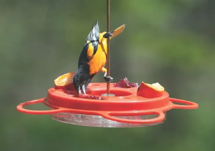 12-oz-oriolefest-bird-feeder 12 Oz. Oriolefest Bird Feeder
