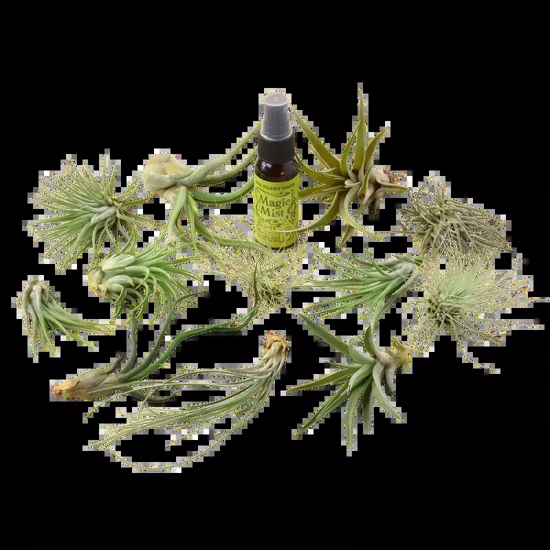 12-tillandsia-air-plant-variety-pack-with-spray-bottle 12 Tillandsia Air Plant Variety Pack with Spray Bottle