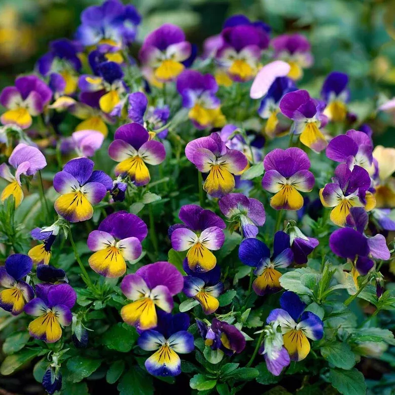 120-johnny-jump-up-seeds-viola-tricolor-helen-mount-flower-seeds-garden 120 Johnny Jump Up Seeds – Viola Tricolor Helen Mount Flower Seeds for Garden